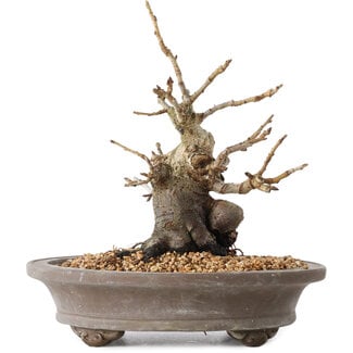 Pourthiaea villosa Decne, 21,5 cm, ± 20 años
