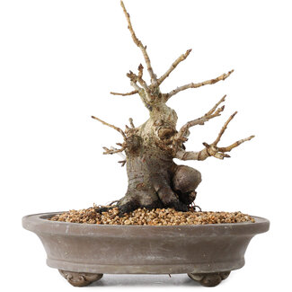 Pourthiaea villosa Decne, 21,5 cm, ± 20 jaar oud