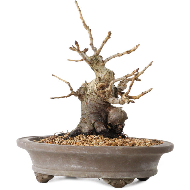 Pourthiaea villosa Decne, 21,5 cm, ± 20 ans