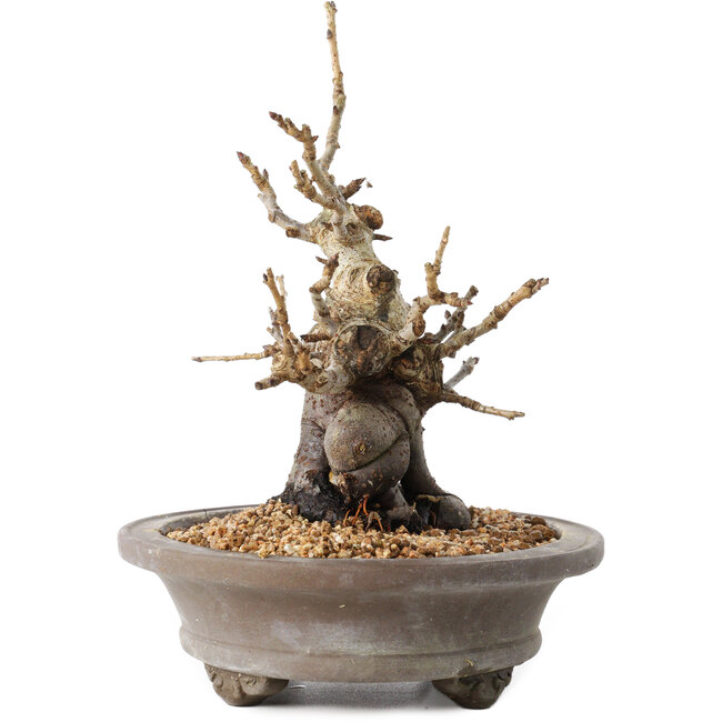 Pourthiaea villosa Decne, 21,5 cm, ± 20 jaar oud