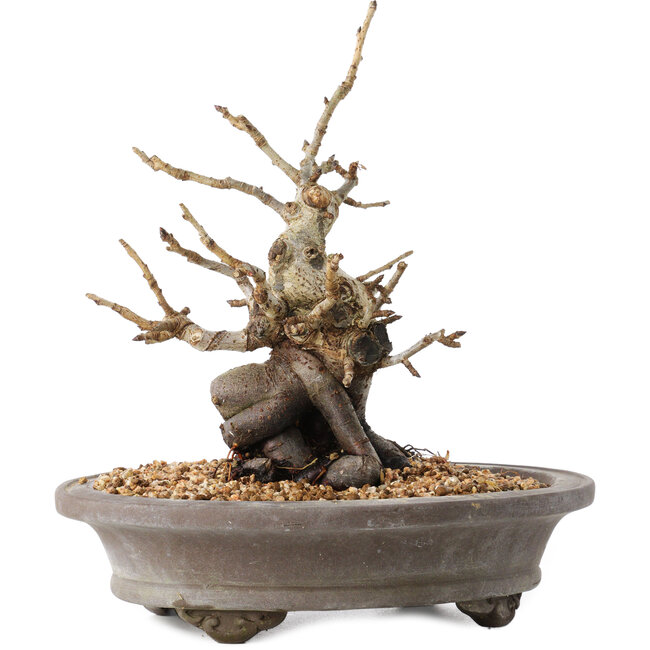 Pourthiaea villosa Decne, 21,5 cm, ± 20 years old