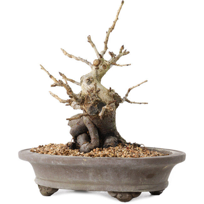 Pourthiaea villosa Decne, 21,5 cm, ± 20 years old