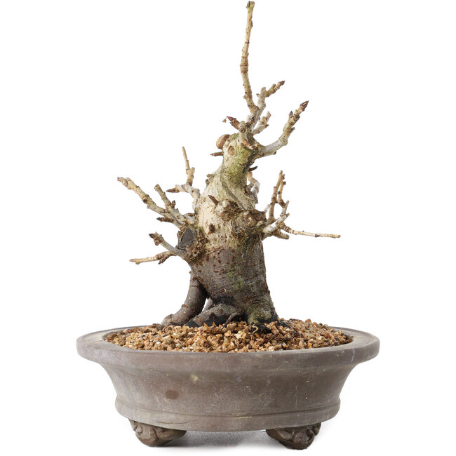 Pourthiaea villosa Decne, 21,5 cm, ± 20 ans