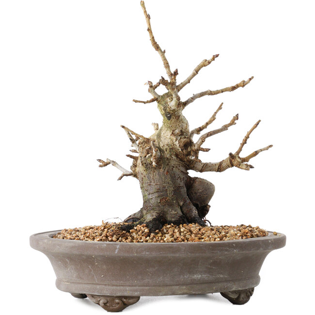 Pourthiaea villosa Decne, 21,5 cm, ± 20 jaar oud