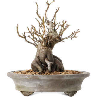 Pourthiaea villosa Decne, 22,5 cm, ± 20 Jahre alt