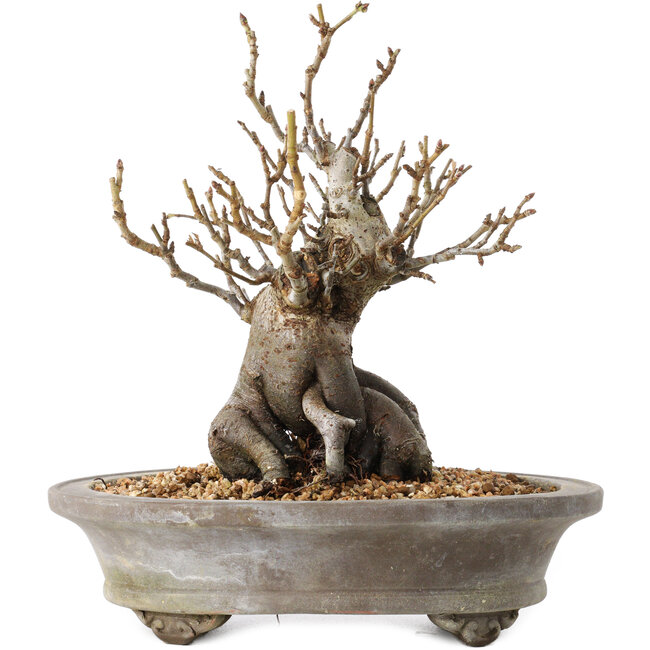 Pourthiaea villosa Decne, 22,5 cm, ± 20 Jahre alt