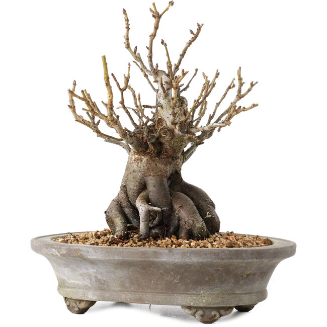 Pourthiaea villosa Decne, 22,5 cm, ± 20 ans