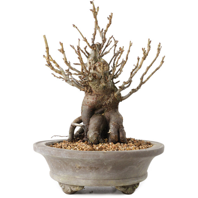 Pourthiaea villosa Decne, 22,5 cm, ± 20 years old