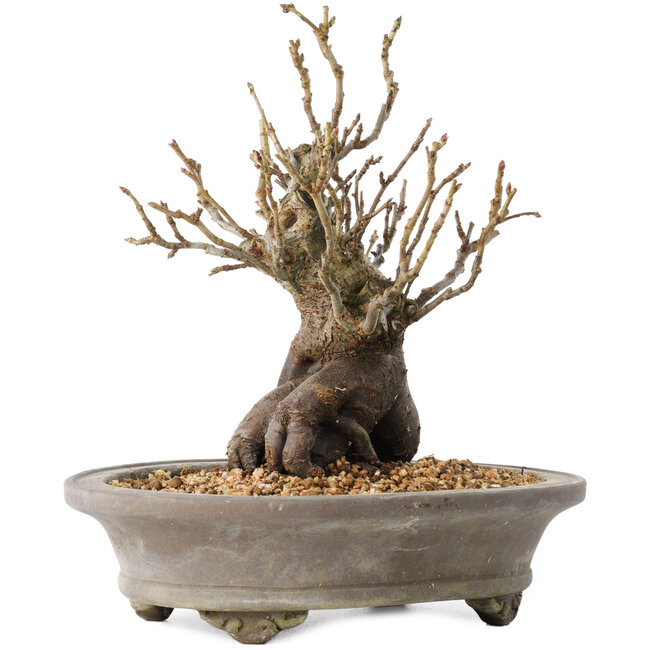 Pourthiaea villosa Decne, 22,5 cm, ± 20 years old