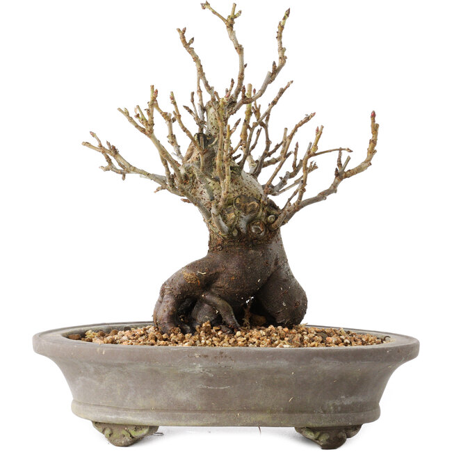 Pourthiaea villosa Decne, 22,5 cm, ± 20 Jahre alt