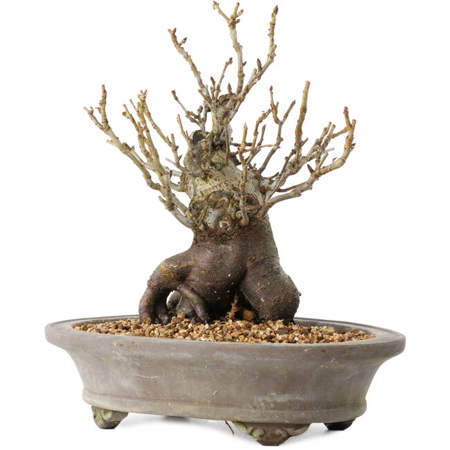 Pourthiaea villosa Decne, 22,5 cm, ± 20 ans