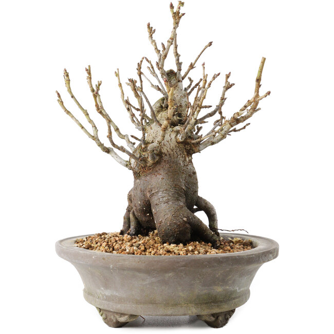 Pourthiaea villosa Decne, 22,5 cm, ± 20 Jahre alt