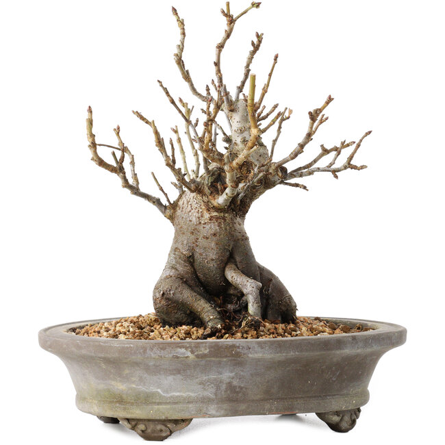 Pourthiaea villosa Decne, 22,5 cm, ± 20 ans