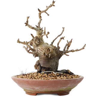 Pourthiaea villosa Decne, 19 cm, ± 20 años