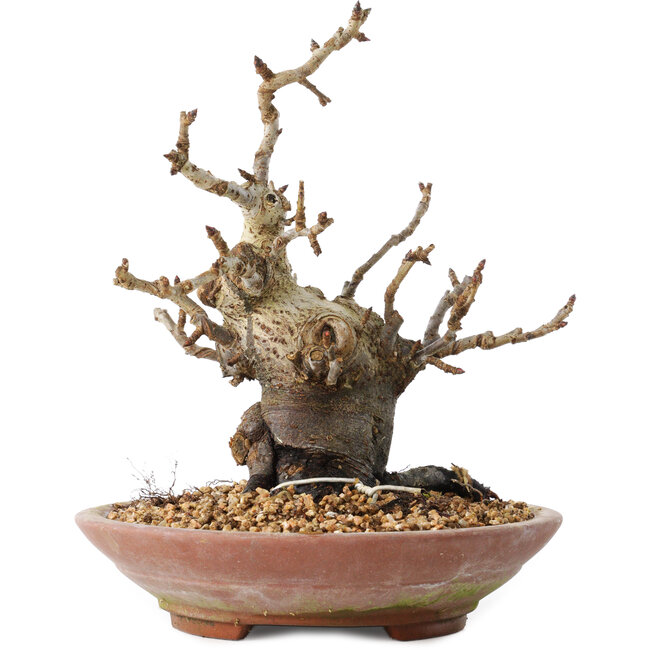 Pourthiaea villosa Decne, 19 cm, ± 20 jaar oud