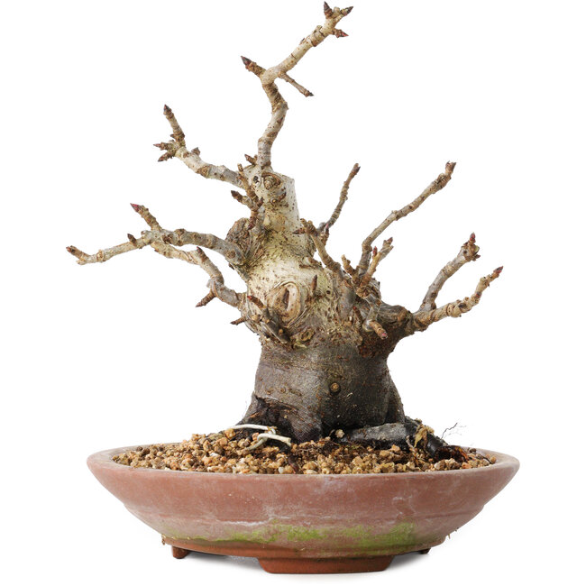 Pourthiaea villosa Decne, 19 cm, ± 20 ans