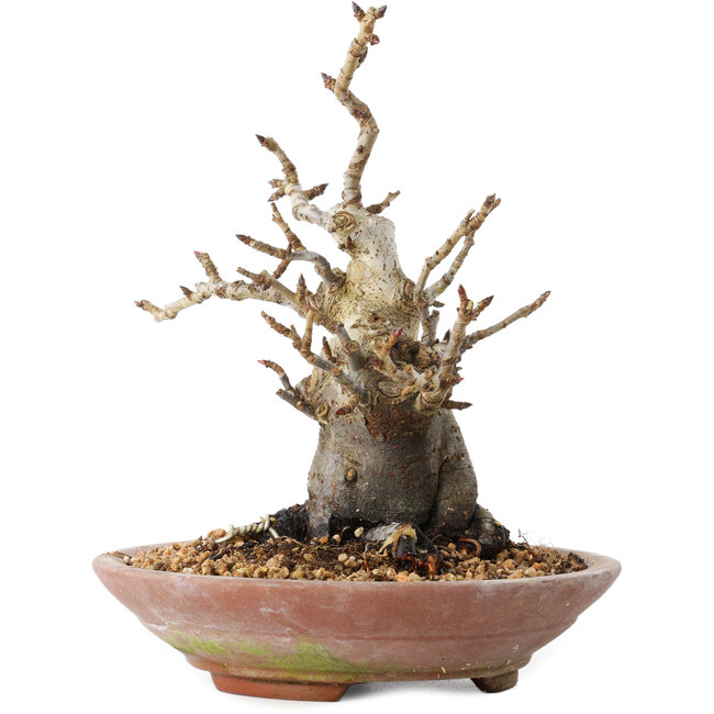 Pourthiaea villosa Decne, 19 cm, ± 20 ans