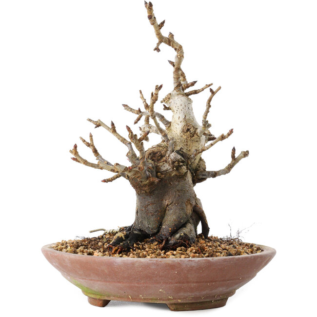 Pourthiaea villosa Decne, 19 cm, ± 20 Jahre alt