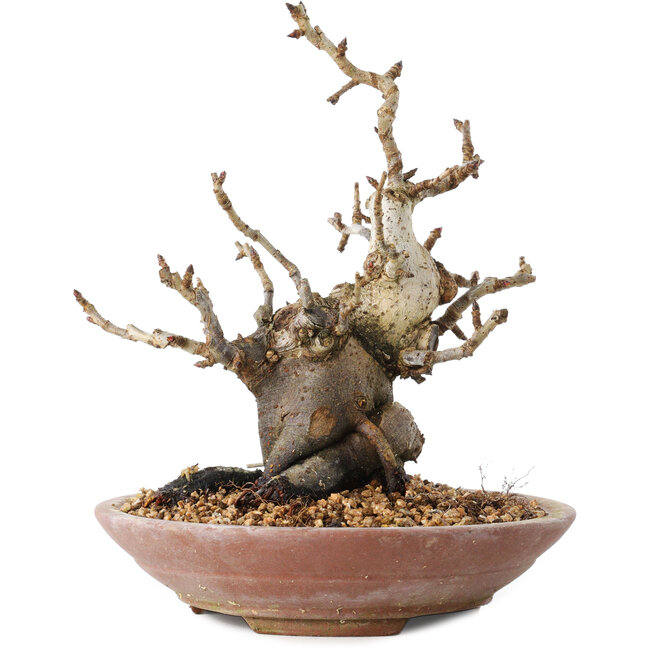 Pourthiaea villosa Decne, 19 cm, ± 20 jaar oud