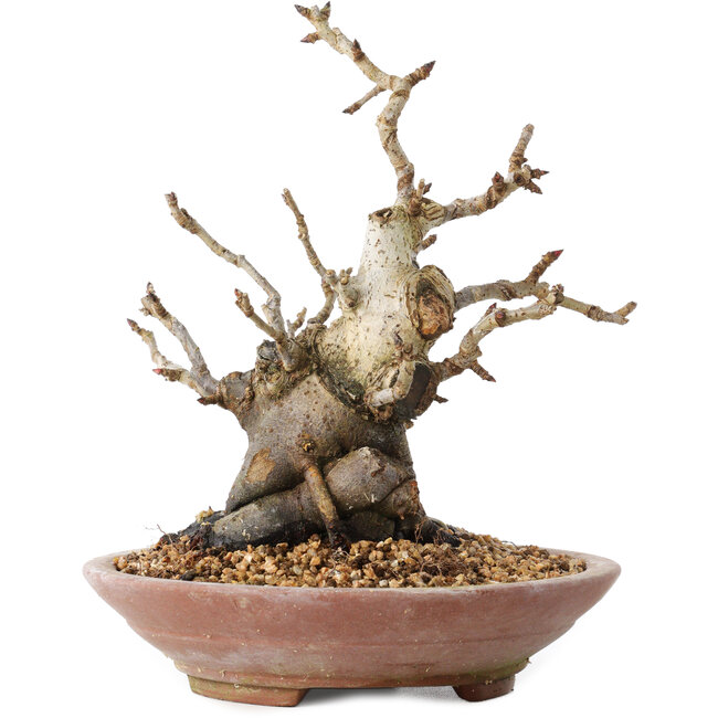 Pourthiaea villosa Decne, 19 cm, ± 20 years old