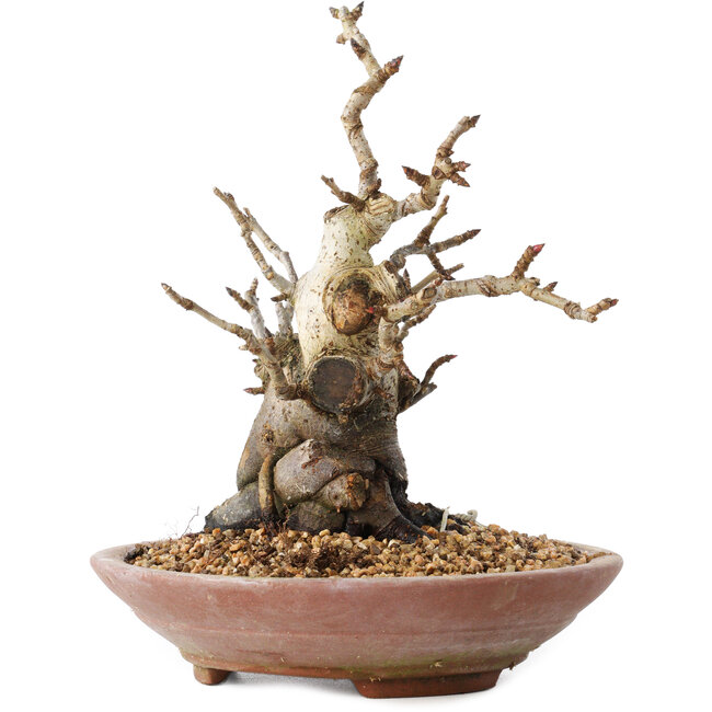 Pourthiaea villosa Decne, 19 cm, ± 20 Jahre alt