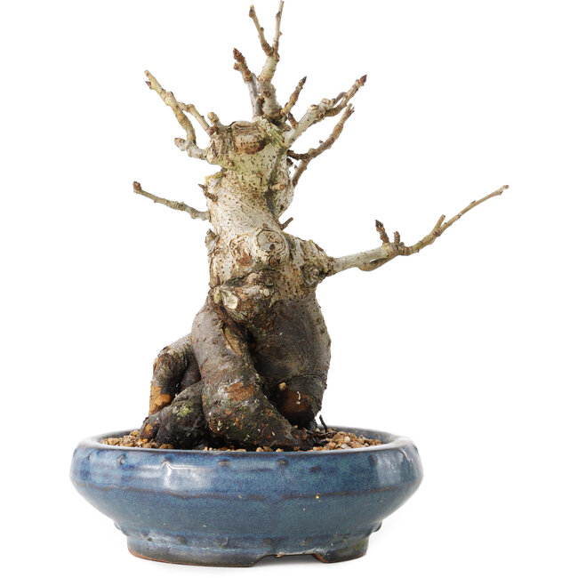 Pourthiaea villosa Decne, 20 cm, ± 20 jaar oud