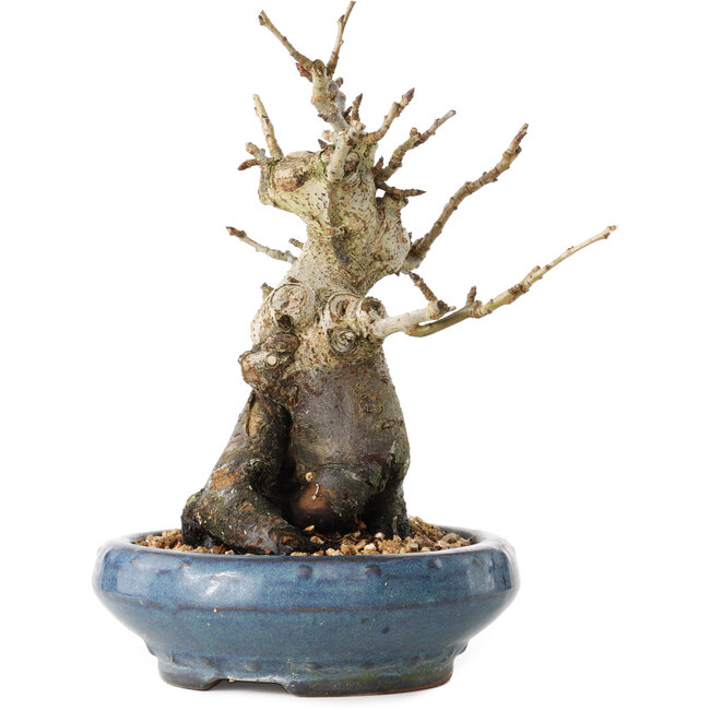 Pourthiaea villosa Decne, 20 cm, ± 20 jaar oud