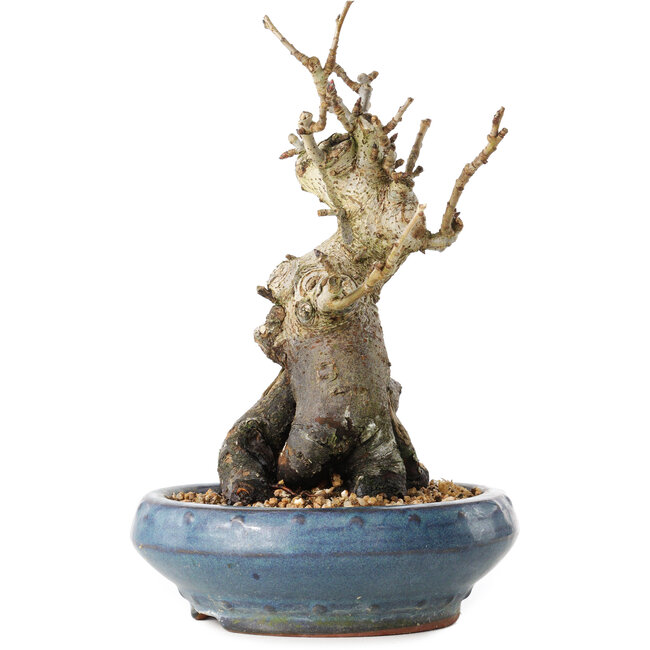 Pourthiaea villosa Decne, 20 cm, ± 20 Jahre alt