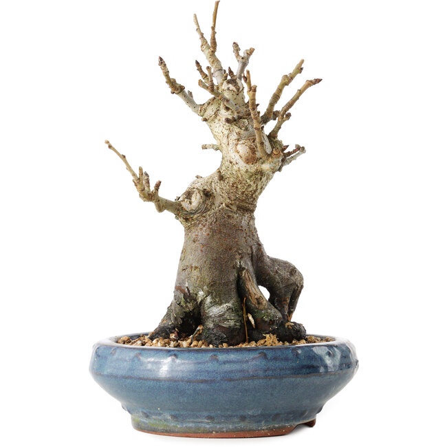 Pourthiaea villosa Decne, 20 cm, ± 20 jaar oud