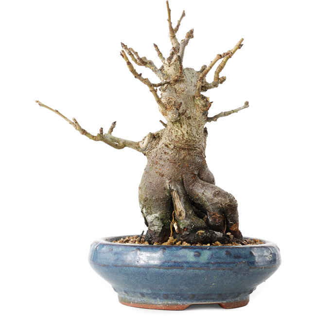 Pourthiaea villosa Decne, 20 cm, ± 20 years old