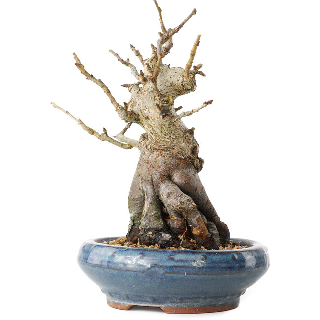 Pourthiaea villosa Decne, 20 cm, ± 20 Jahre alt