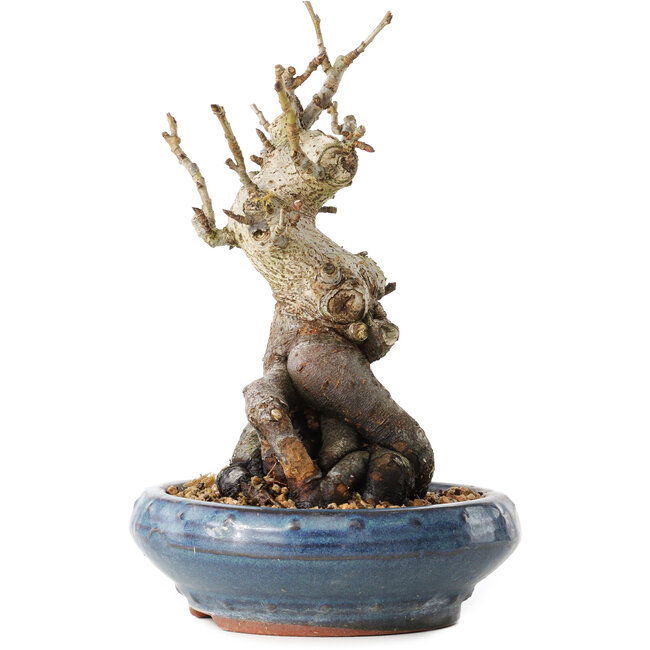 Pourthiaea villosa Decne, 20 cm, ± 20 years old