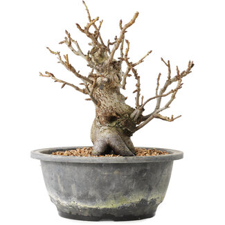 Pourthiaea villosa Decne, 20,5 cm, ± 20 años