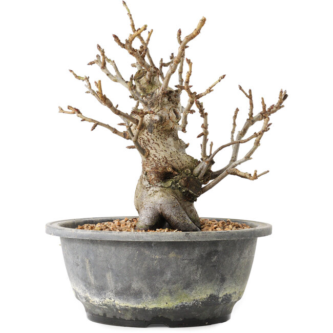 Pourthiaea villosa Decne, 20,5 cm, ± 20 jaar oud