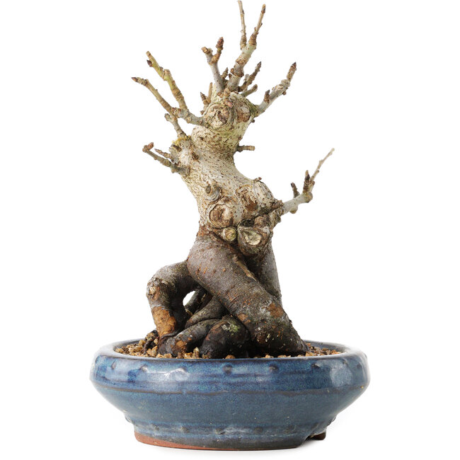 Pourthiaea villosa Decne, 20 cm, ± 20 ans