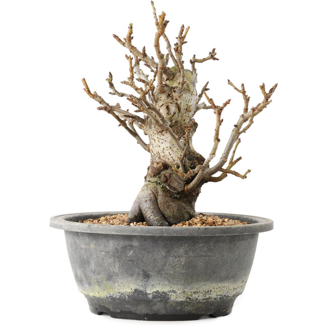 Pourthiaea villosa Decne, 20,5 cm, ± 20 Jahre alt