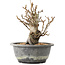 Pourthiaea villosa Decne, 20,5 cm, ± 20 ans