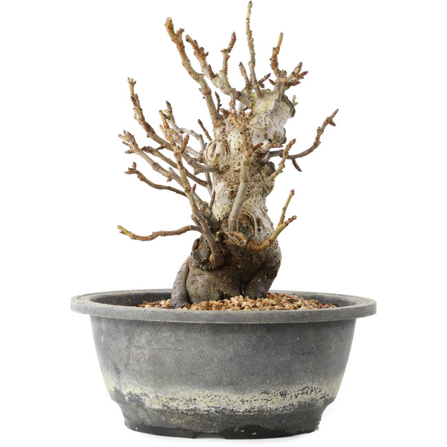 Pourthiaea villosa Decne, 20,5 cm, ± 20 years old