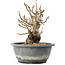 Pourthiaea villosa Decne, 20,5 cm, ± 20 ans