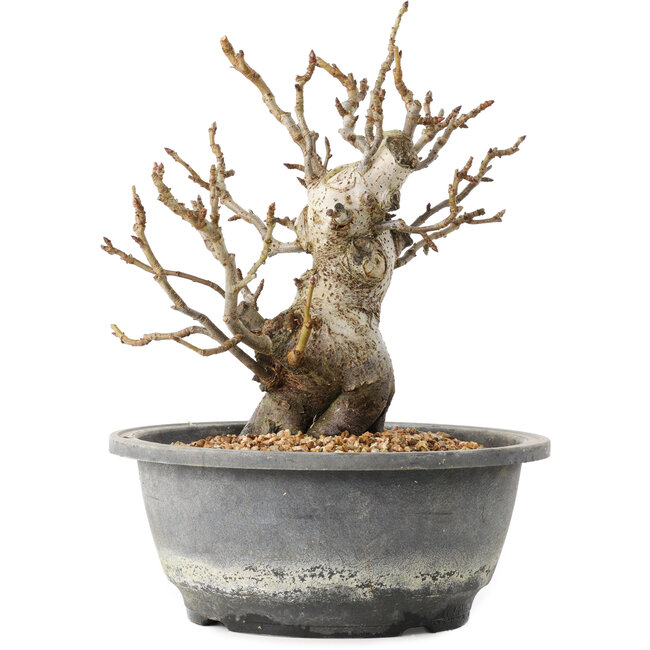 Pourthiaea villosa Decne, 20,5 cm, ± 20 ans