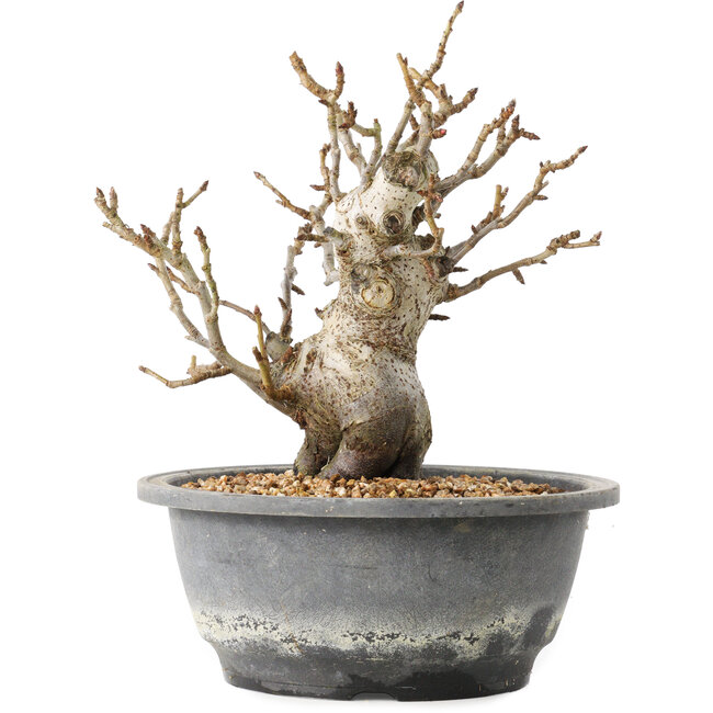 Pourthiaea villosa Decne, 20,5 cm, ± 20 jaar oud