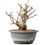 Pourthiaea villosa Decne, 20,5 cm, ± 20 ans
