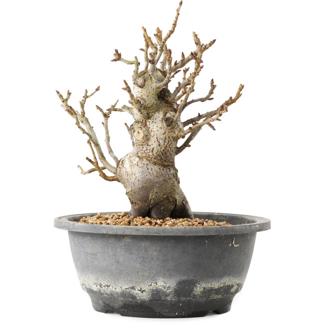 Pourthiaea villosa Decne, 20,5 cm, ± 20 Jahre alt