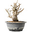Pourthiaea villosa Decne, 20,5 cm, ± 20 ans