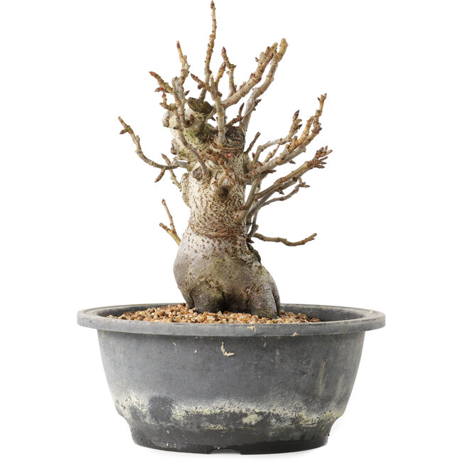 Pourthiaea villosa Decne, 20,5 cm, ± 20 Jahre alt