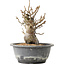 Pourthiaea villosa Decne, 20,5 cm, ± 20 ans
