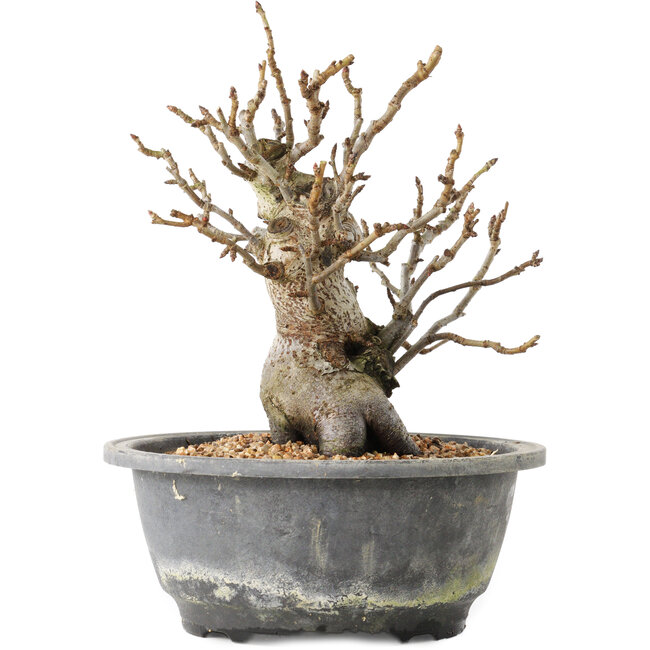 Pourthiaea villosa Decne, 20,5 cm, ± 20 Jahre alt