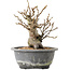Pourthiaea villosa Decne, 20,5 cm, ± 20 ans