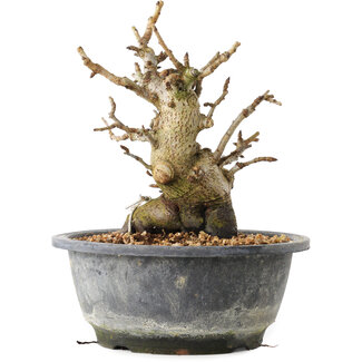 Pourthiaea villosa Decne, 19,3 cm, ± 20 años