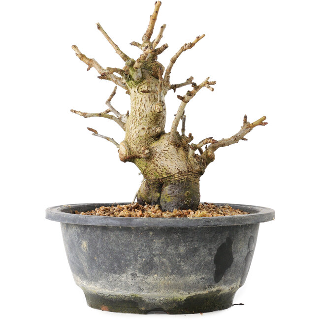 Pourthiaea villosa Decne, 19,3 cm, ± 20 ans